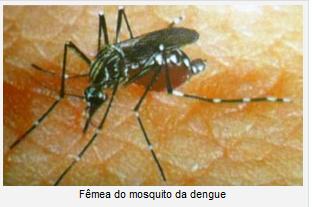 aedes