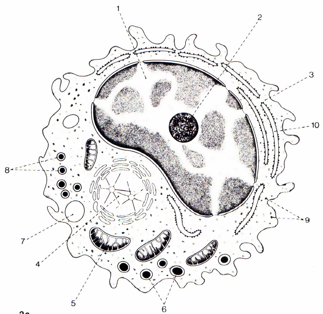 Organelas citoplasmticas das clulas sanguneas nucleadas