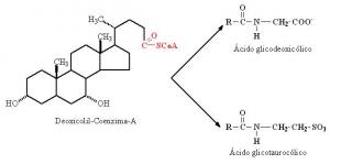 acido-glicodesoxicolico
