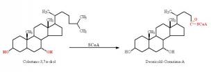 deoxicoli-coa