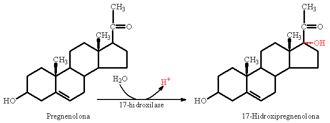 corti2