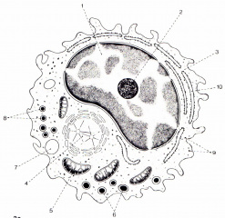 hemato6