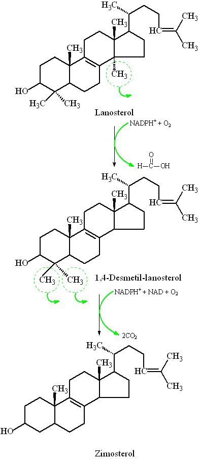 lanosterol-zimosterol