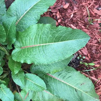 Lingua-de-vaca, Confrei bravo ou Azedeira